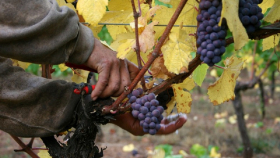 В США обнаружили новые индикаторы дымного вкуса в винограде и вине